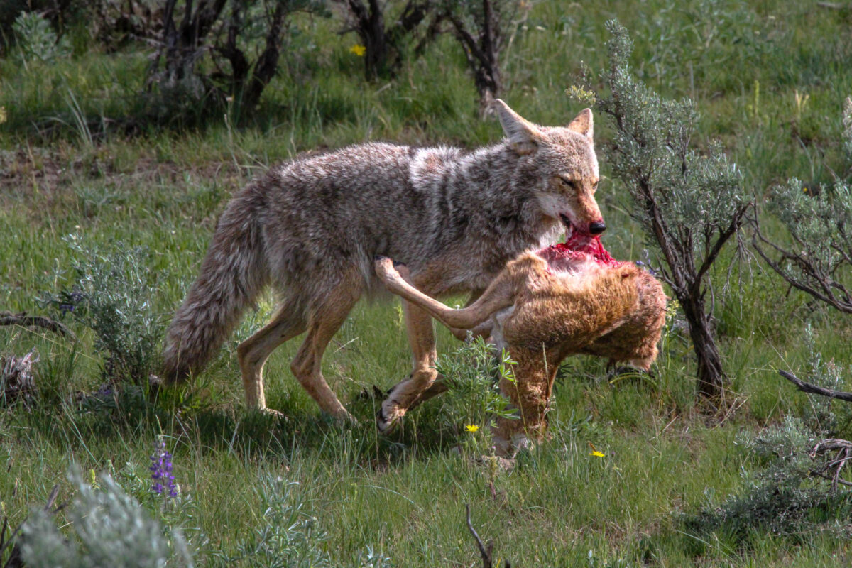 Coyote carrying antelope carcass in Lamar Valley in Yellowstone National Park Wyoming