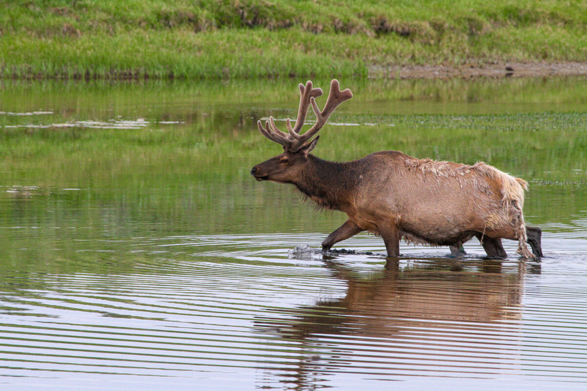 Bull elk standing in shallow water with large antlers in Yellowstone