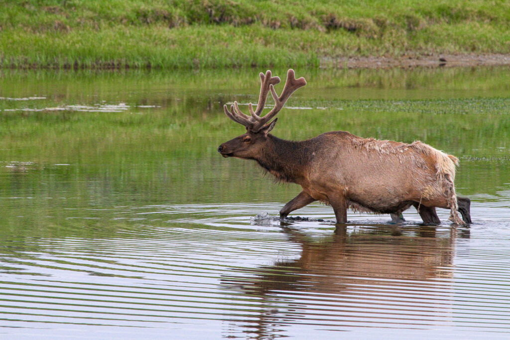 Bull elk standing in shallow water with large antlers in Yellowstone