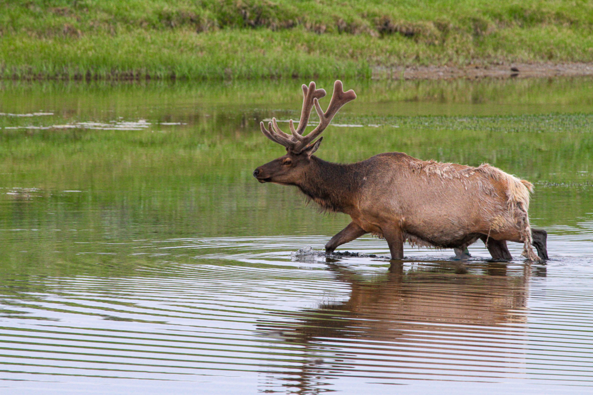Bull elk standing in shallow water with large antlers in Yellowstone