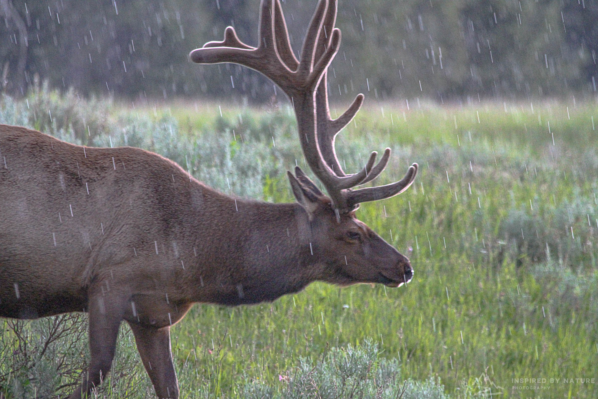 Yellowstone - North America Location Gallery