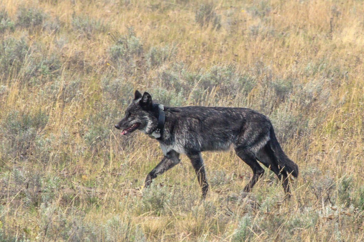 Gray wolf walking through tan grass in Yellowstone National Park.