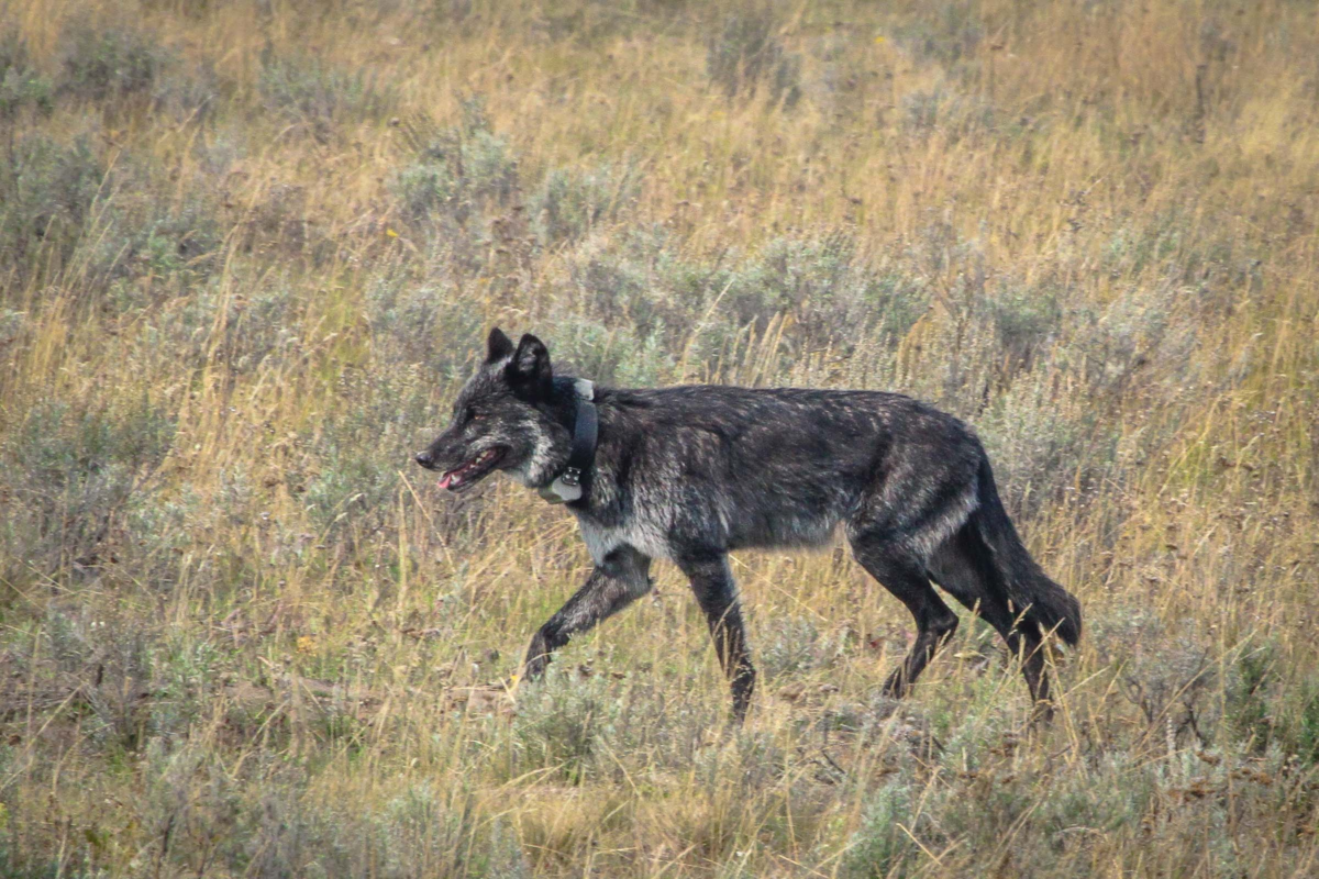 Gray wolf walking through tan grass in Yellowstone National Park.