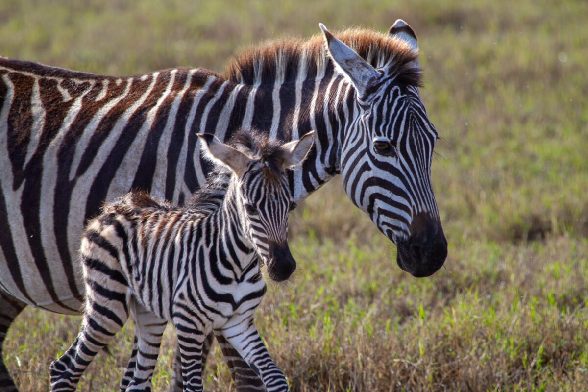 Young zebra and mother in the Ngorongoro Conservation Area, Tanzania
