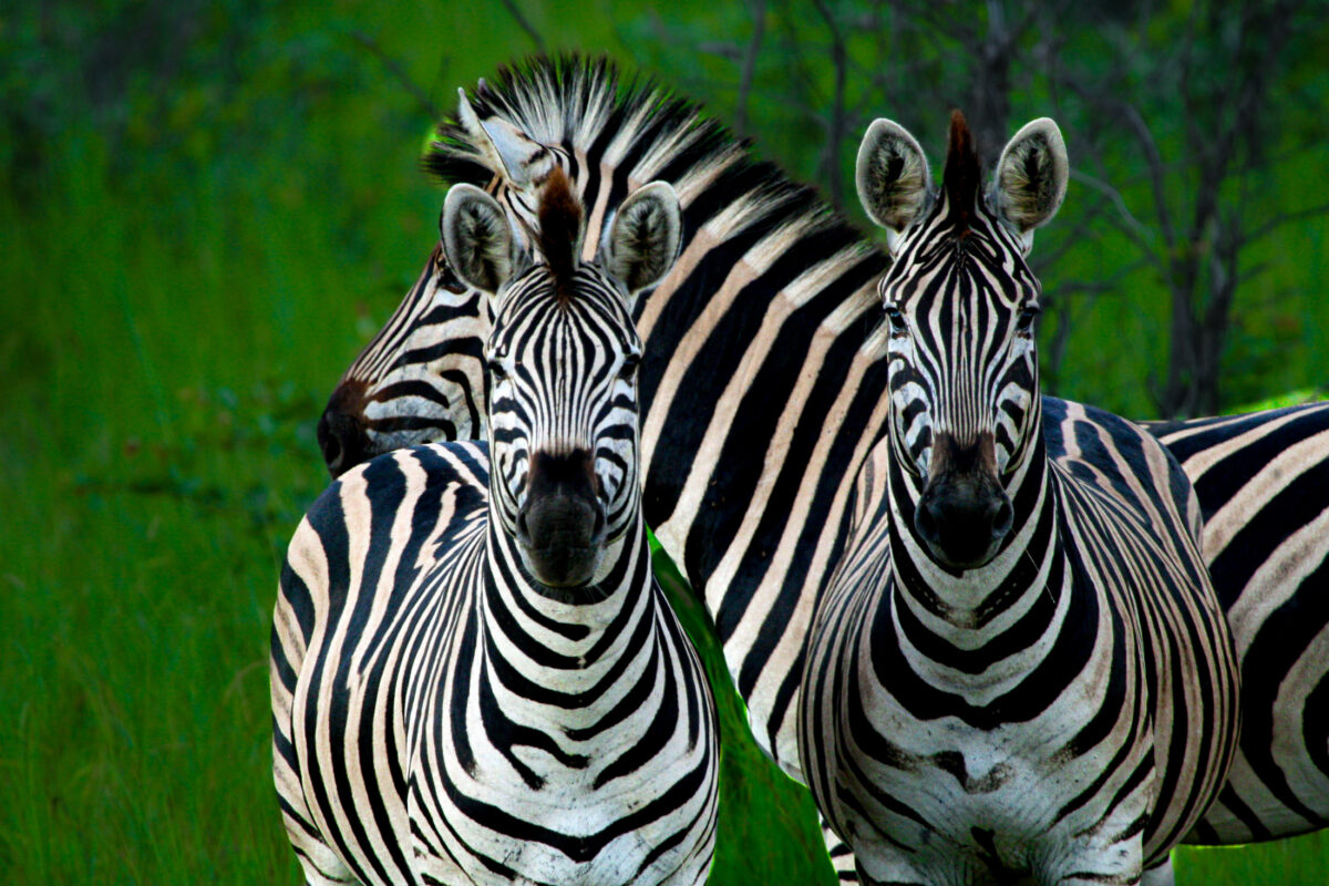 Three zebras blend together in Kruger National Park, South Africa
