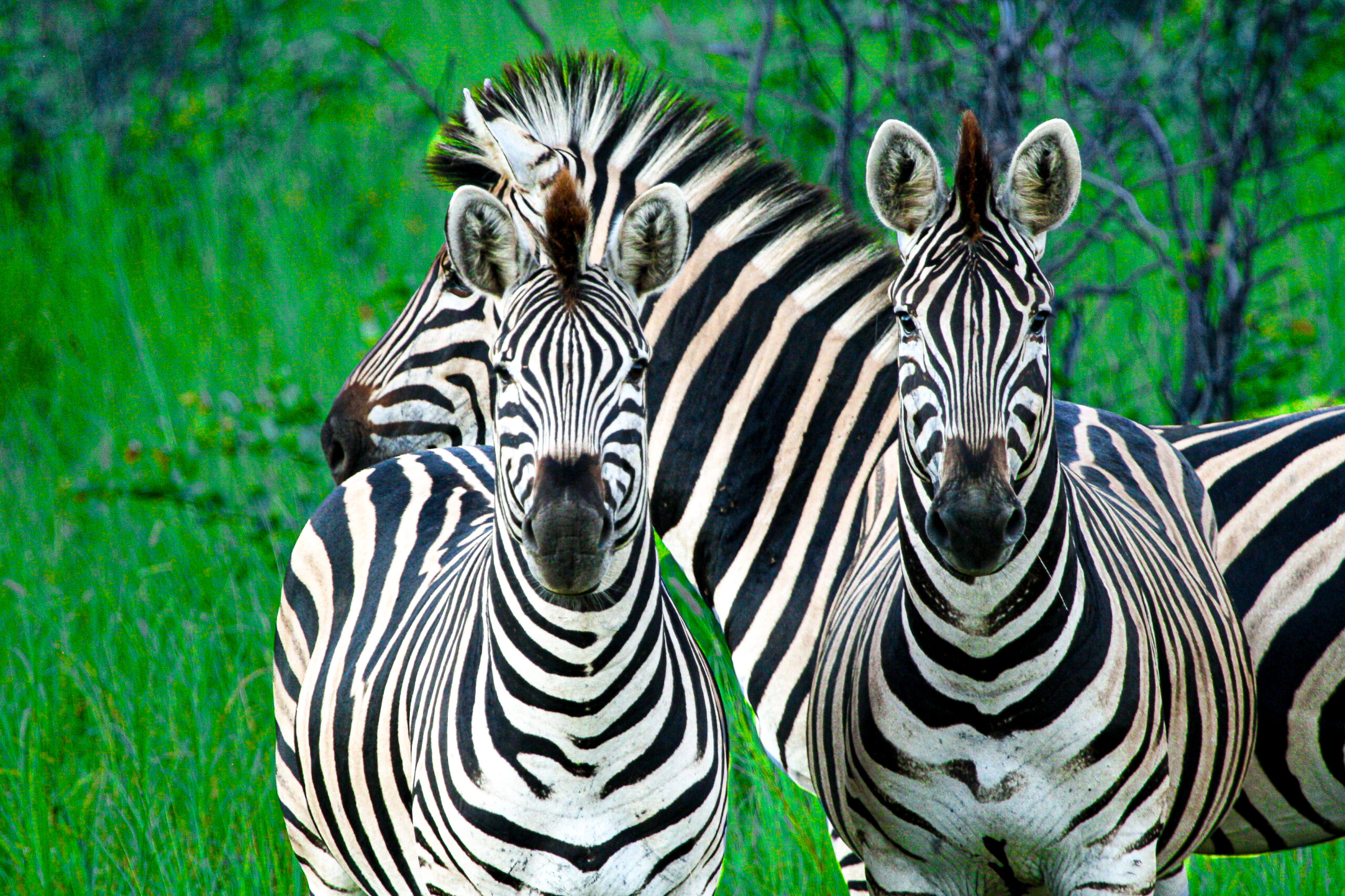 Kruger - Africa Location Gallery