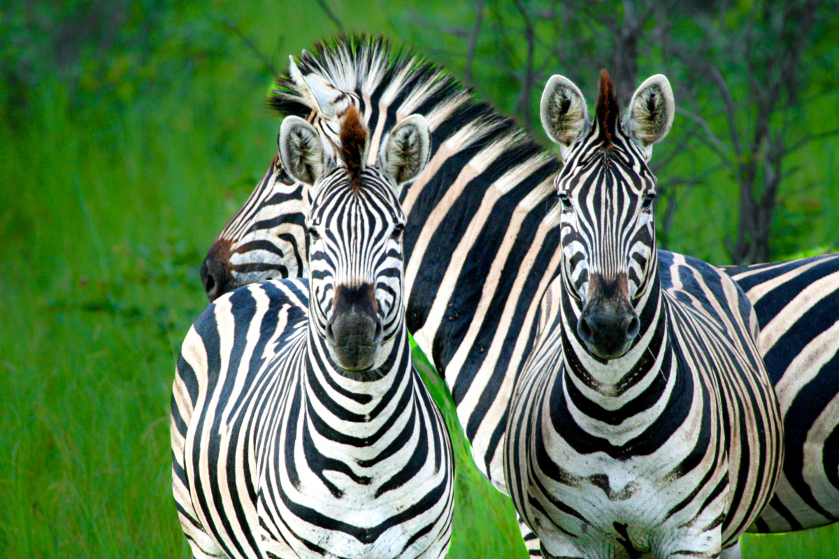 Three zebras blend together in Kruger National Park, South Africa