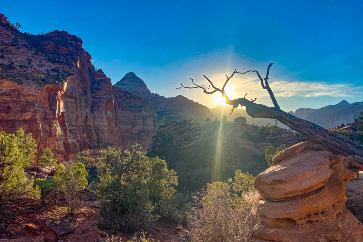 Sunset light in Zion National Park with silhouetted branch and cliffs