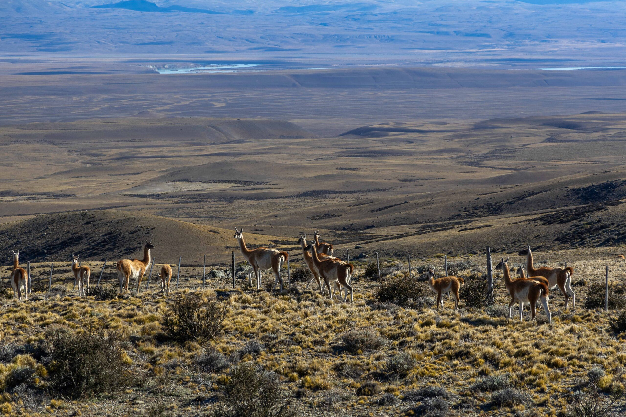 Herd of guanacos on the Patagonian steppe in Argentina beneath a wide sky