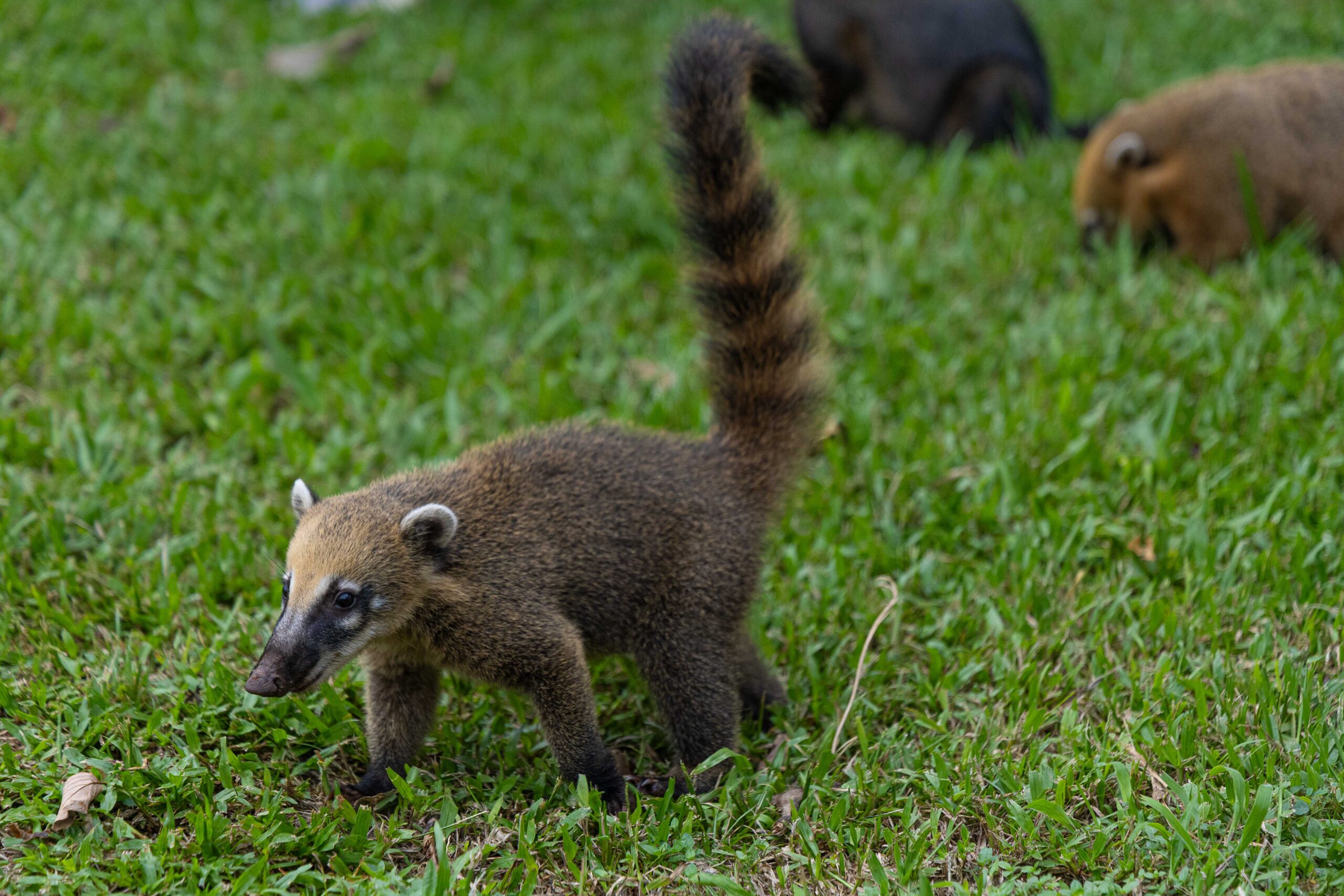 Coati walking through grass near Iguazú Falls in Brazil