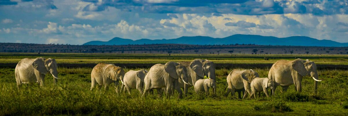 Amboseli elephant herd on the move