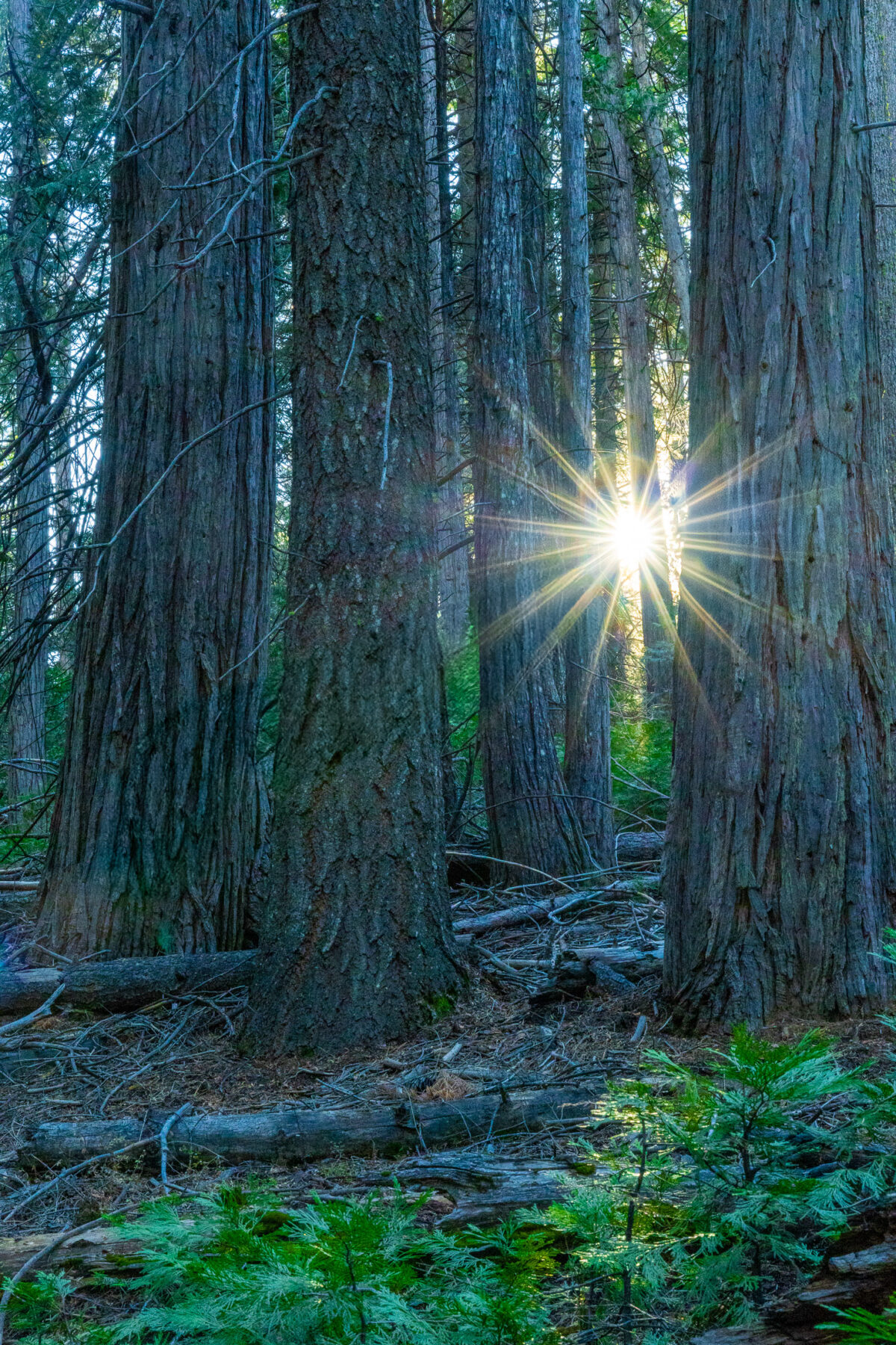 Sunlight shining through giant sequoia trees at sunset in Yosemite