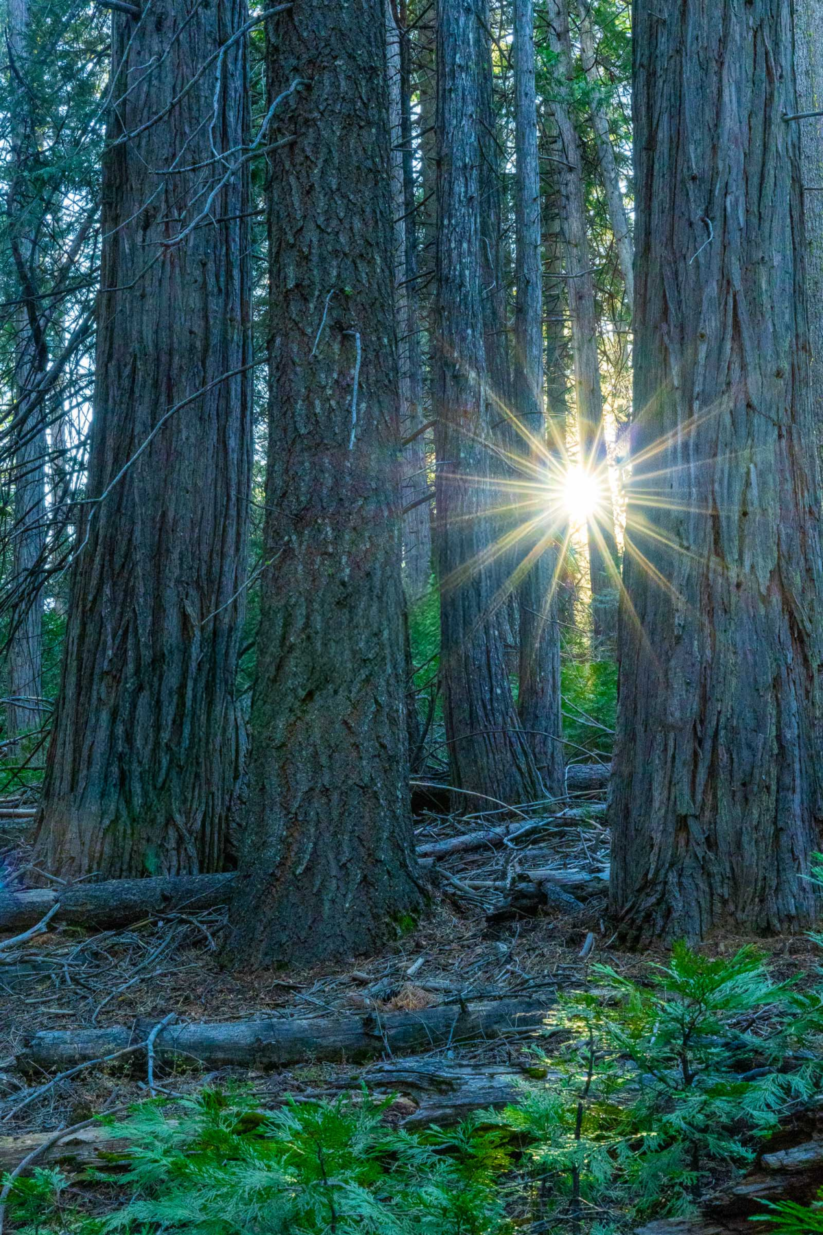 Sunlight shining through giant sequoia trees at sunset in Yosemite