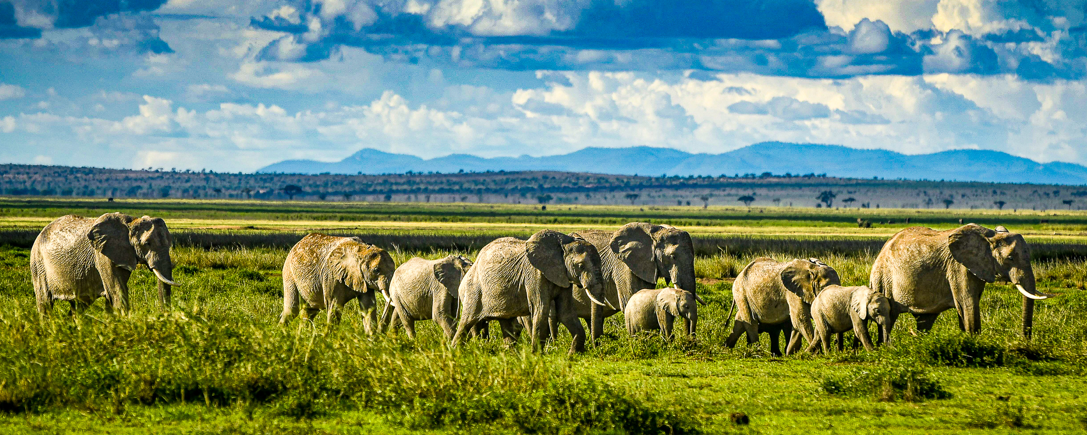 Elephant herd in Amboseli ecosystem