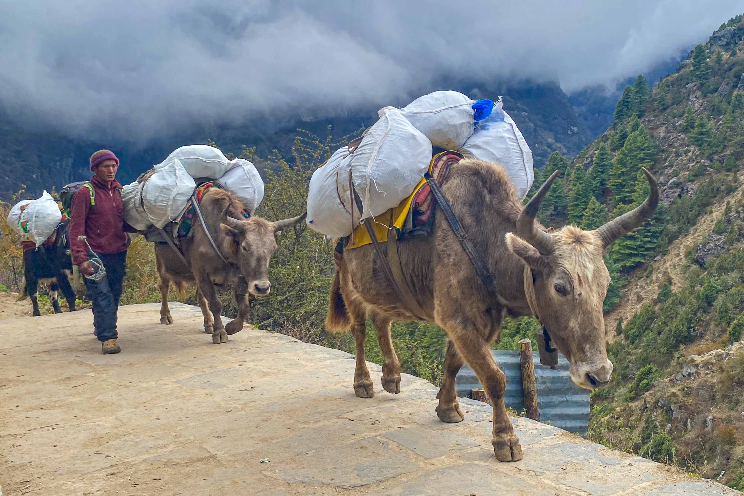 Pack animals carrying supplies on the Everest Base Camp trail