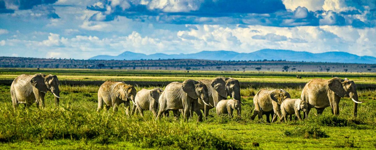 Amboseli elephant herd on the move