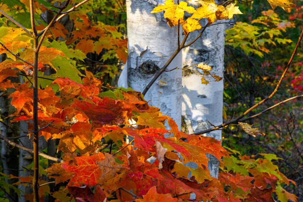 Birch trees with autumn leaves in Michigan during fall color season