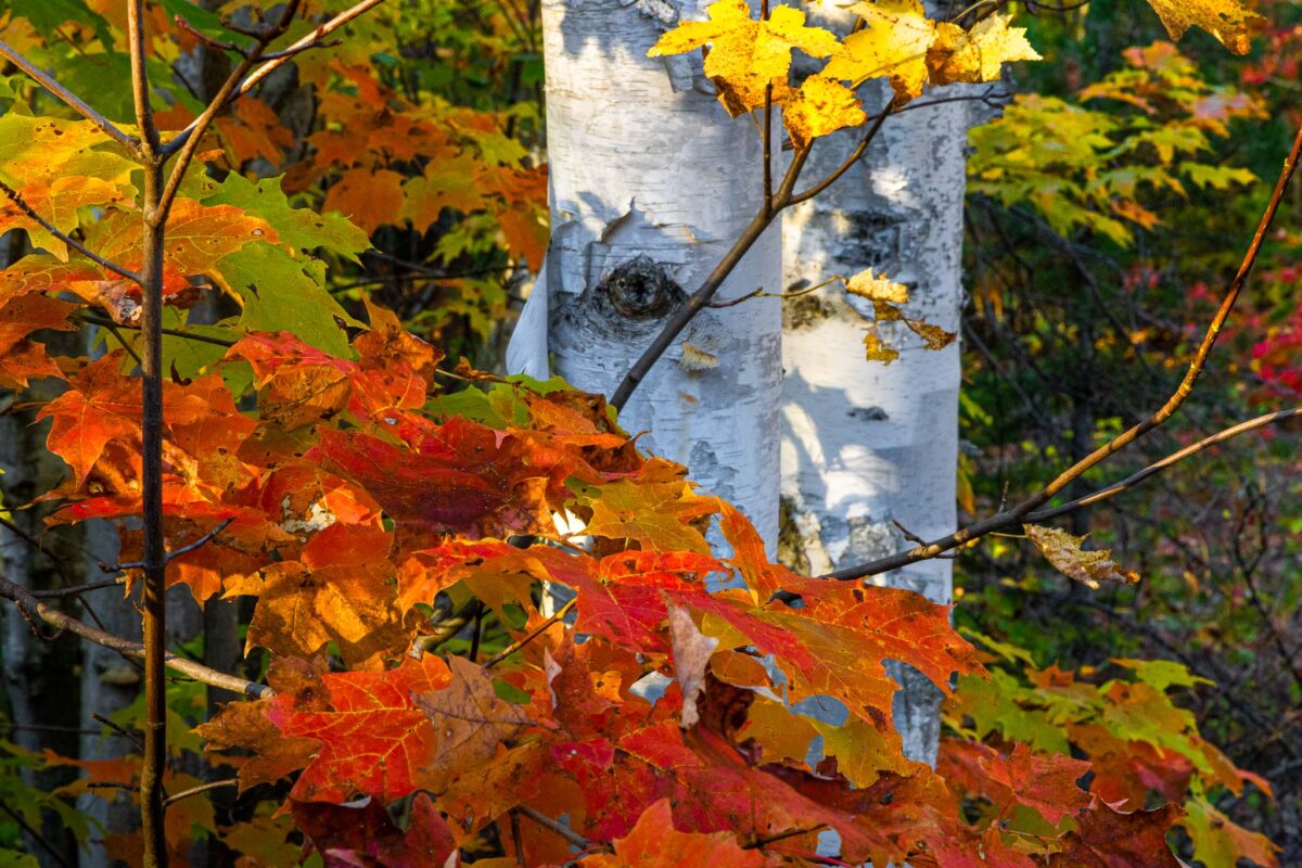 Birch trees with autumn leaves in Michigan during fall color season