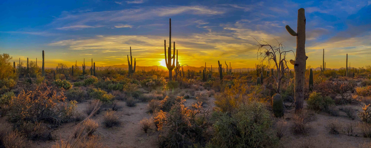 Saguaro cacti at sunset in Saguaro National Park, Arizona