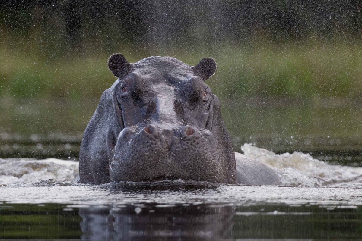 Hippo emerging through water and spray in the Okavango Delta, Botswana