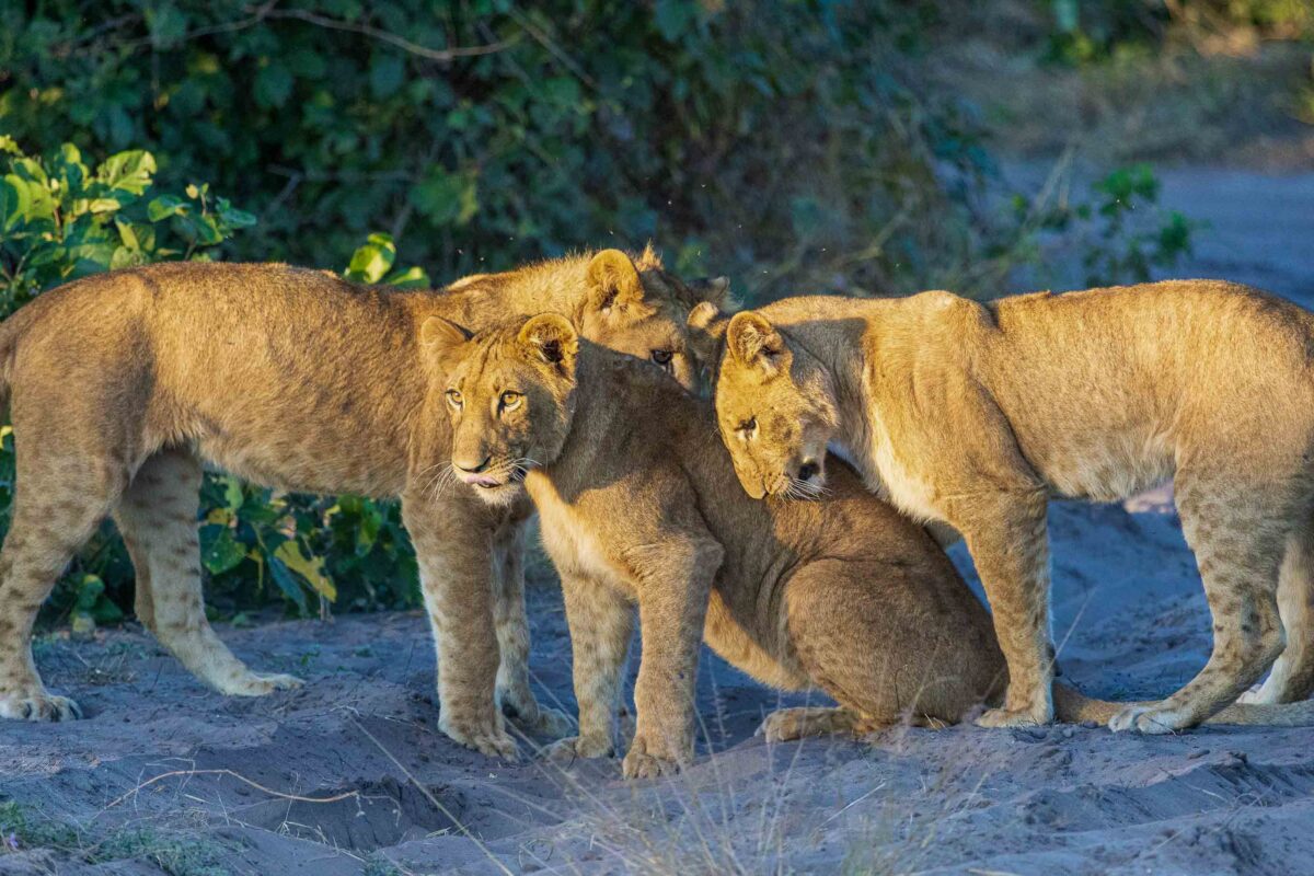 Young lions gathered together in Linyanti, Botswana