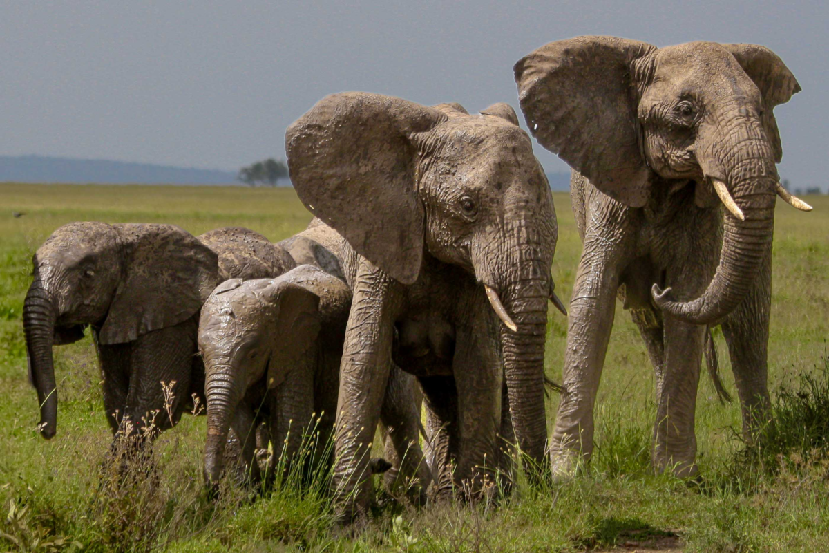 African elephants with youngsters on the Serengeti plains in Tanzania