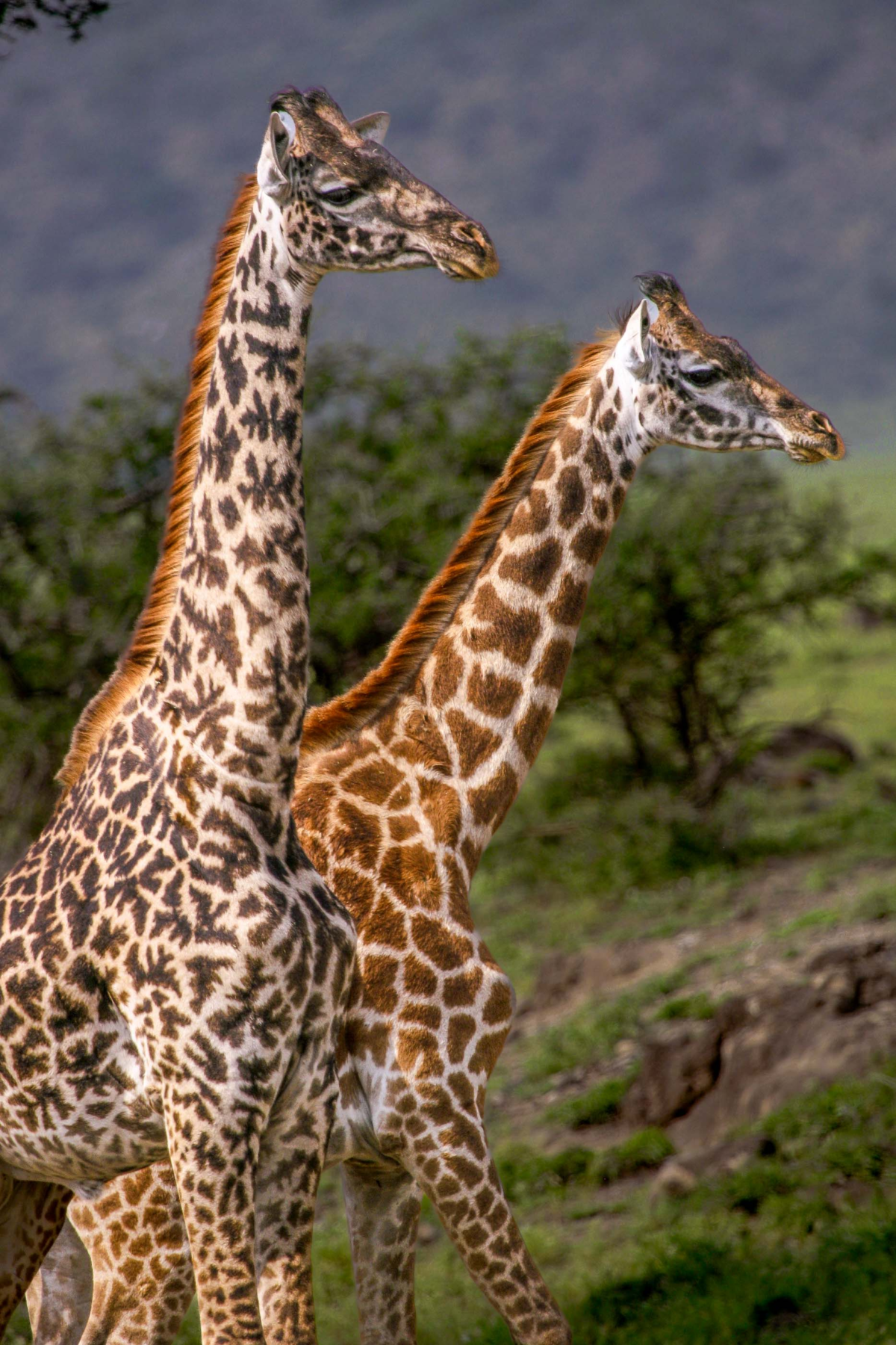 Two giraffes walking together in Ngorongoro Conservation Area, Tanzania