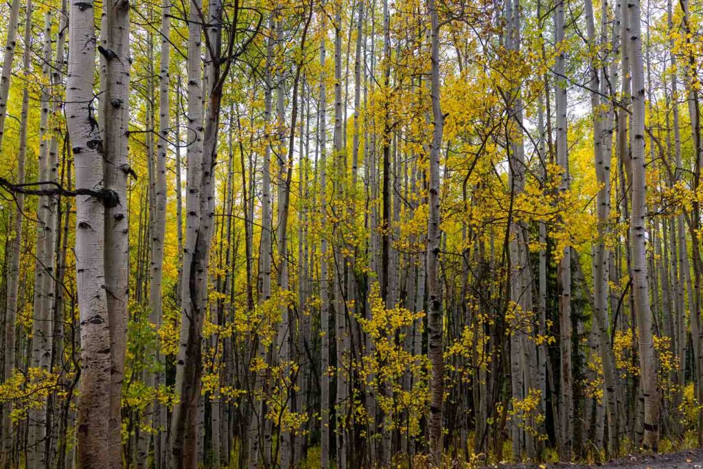 Pale aspen trunks and yellow autumn leaves in a grove near Gothic Road, Colorado