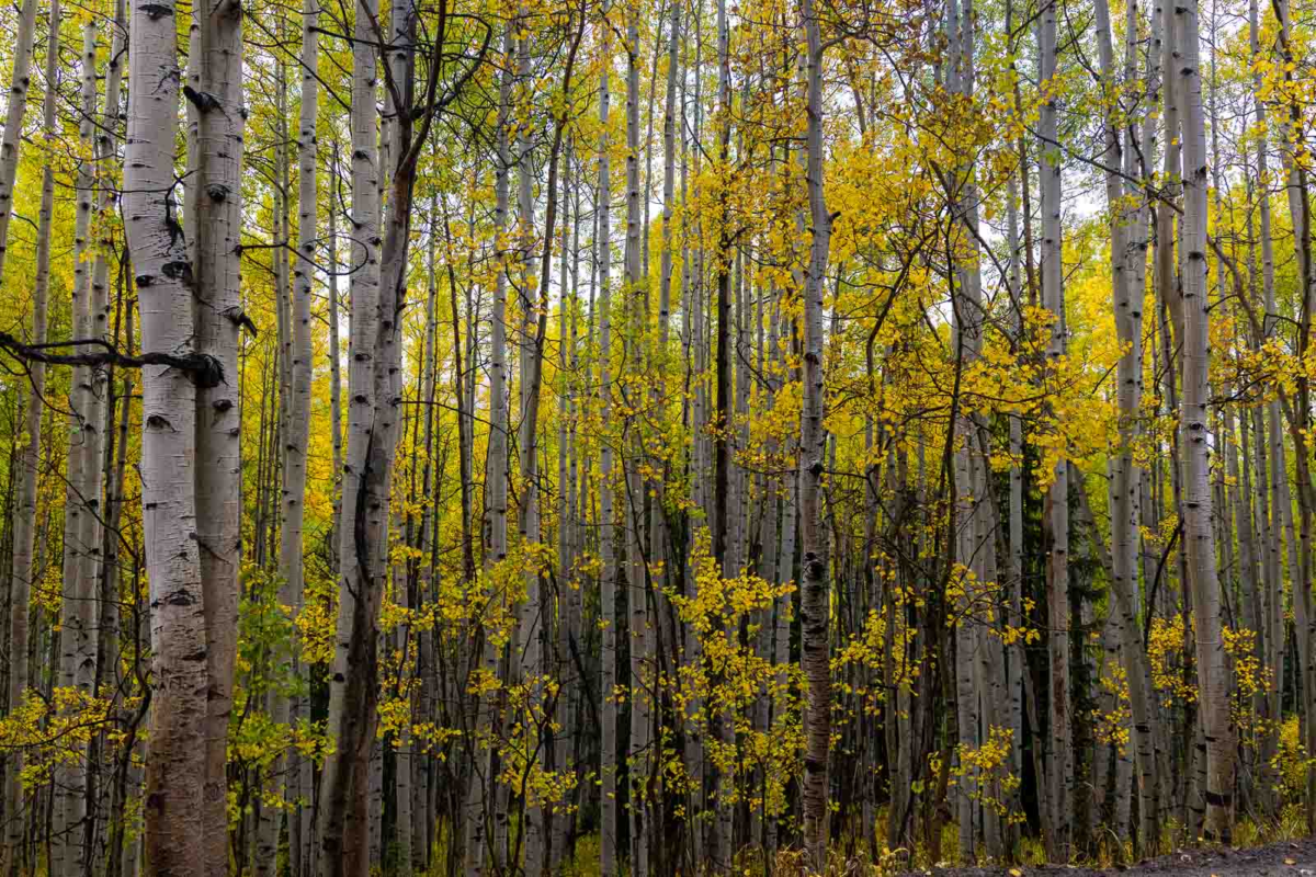 Pale aspen trunks and yellow autumn leaves in a grove near Gothic Road, Colorado