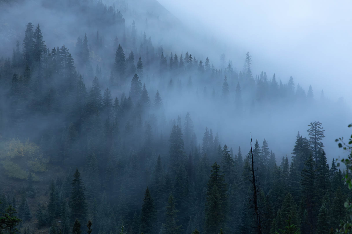 Layers of evergreen trees partly obscured by fog on a mountainside near Ohio Pass, Colorado