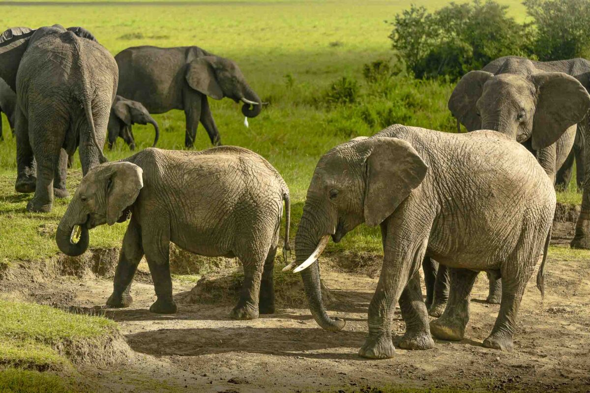 Elephant Family Circles Together in Masai Mara National Reserve in Kenya