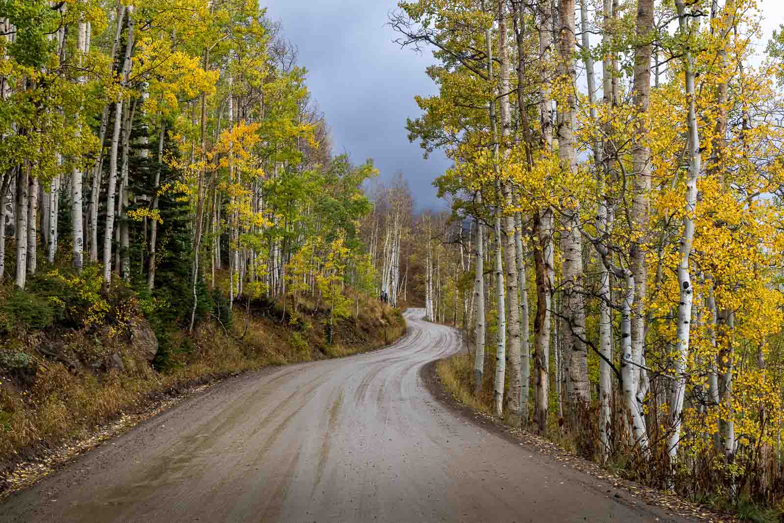 Gothic Road winding through aspens in fall near Crested Butte, Colorado