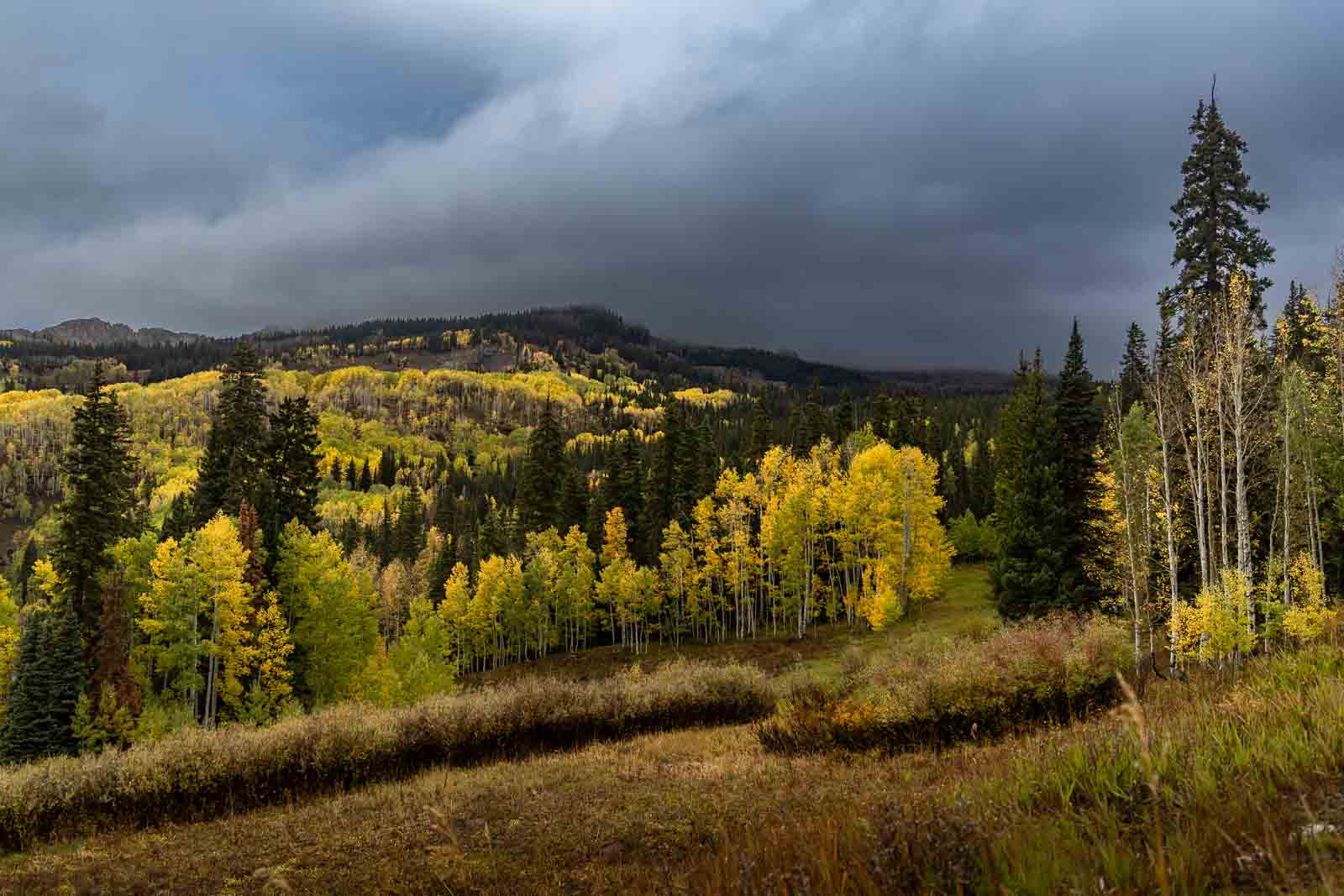 Aspen-covered hillsides near Kebler Pass on an overcast fall morning