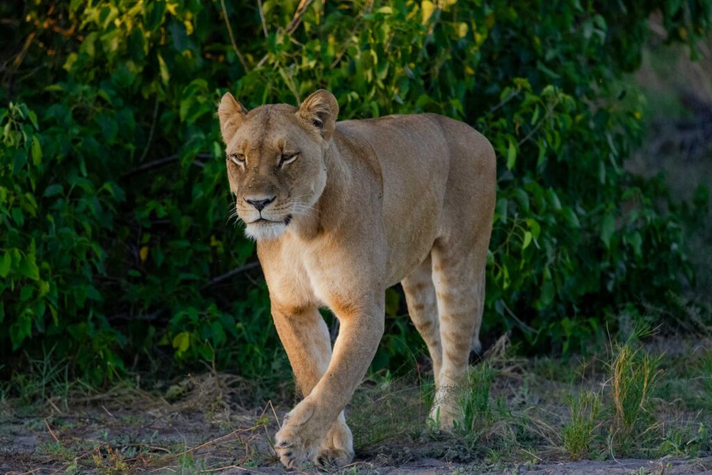 Lioness on the prowl in the Linyati Wilderness of Botswana
