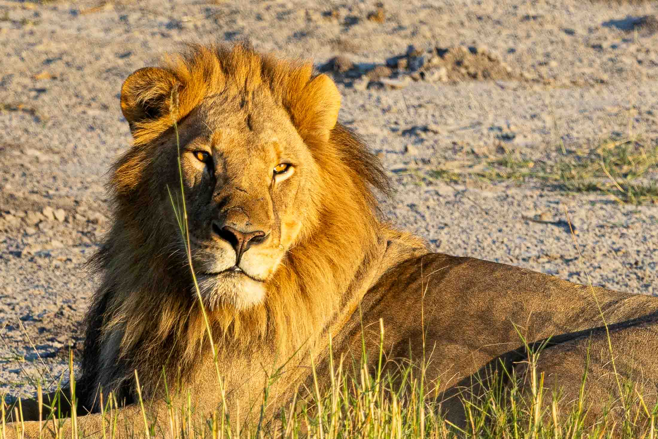 Wildlife Photography - Africa