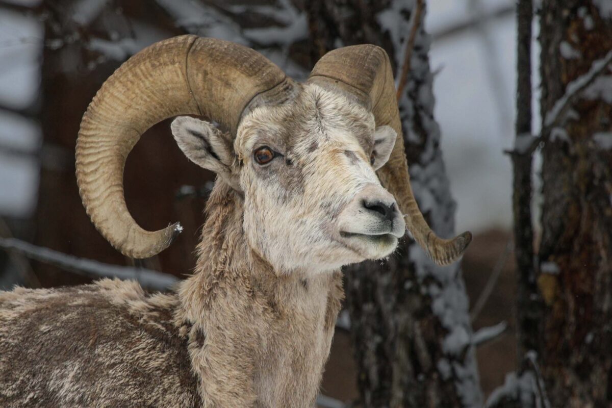 Early Spring Image of Bighorn Ram in Yellowstone