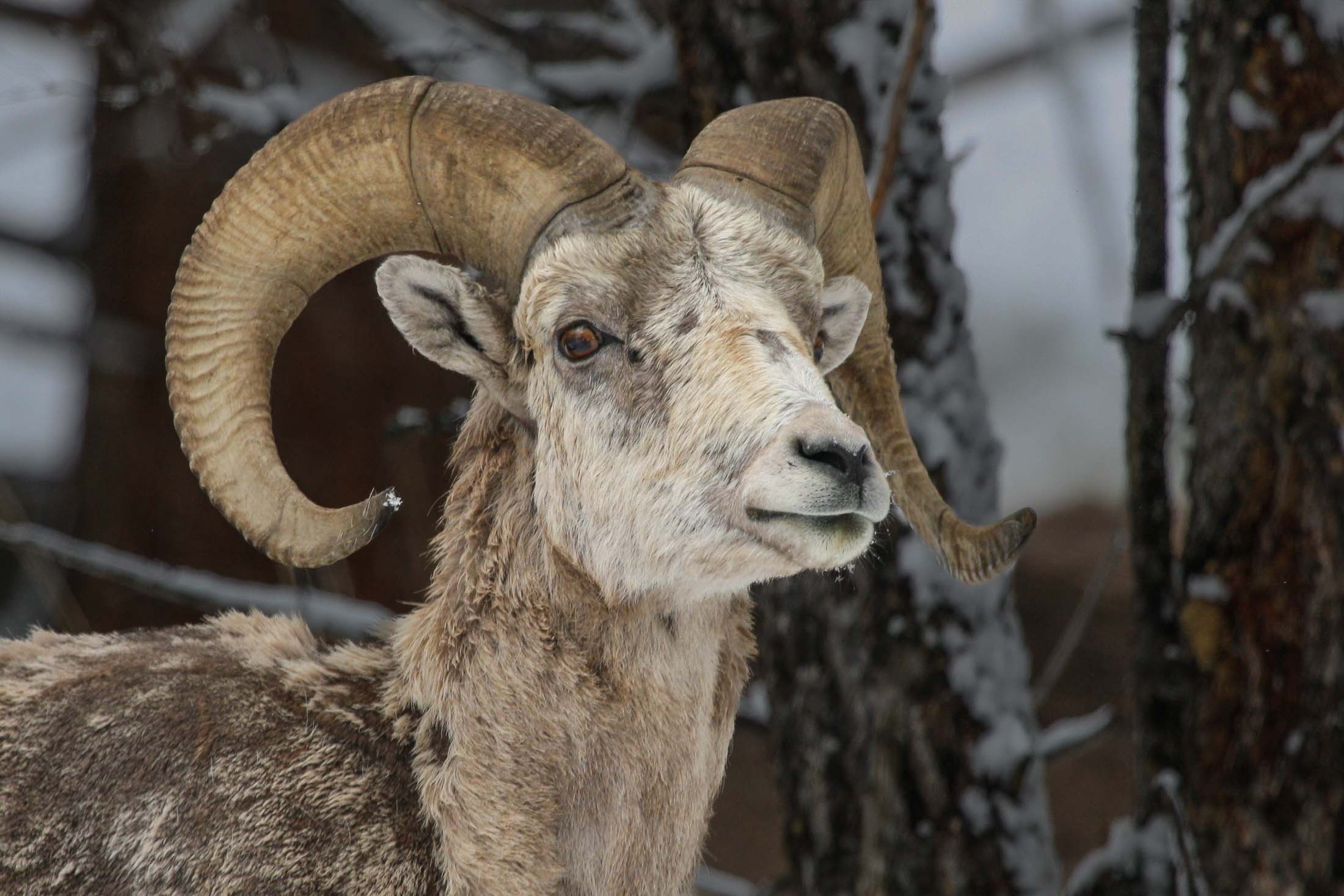 Wildlife Photography - North America