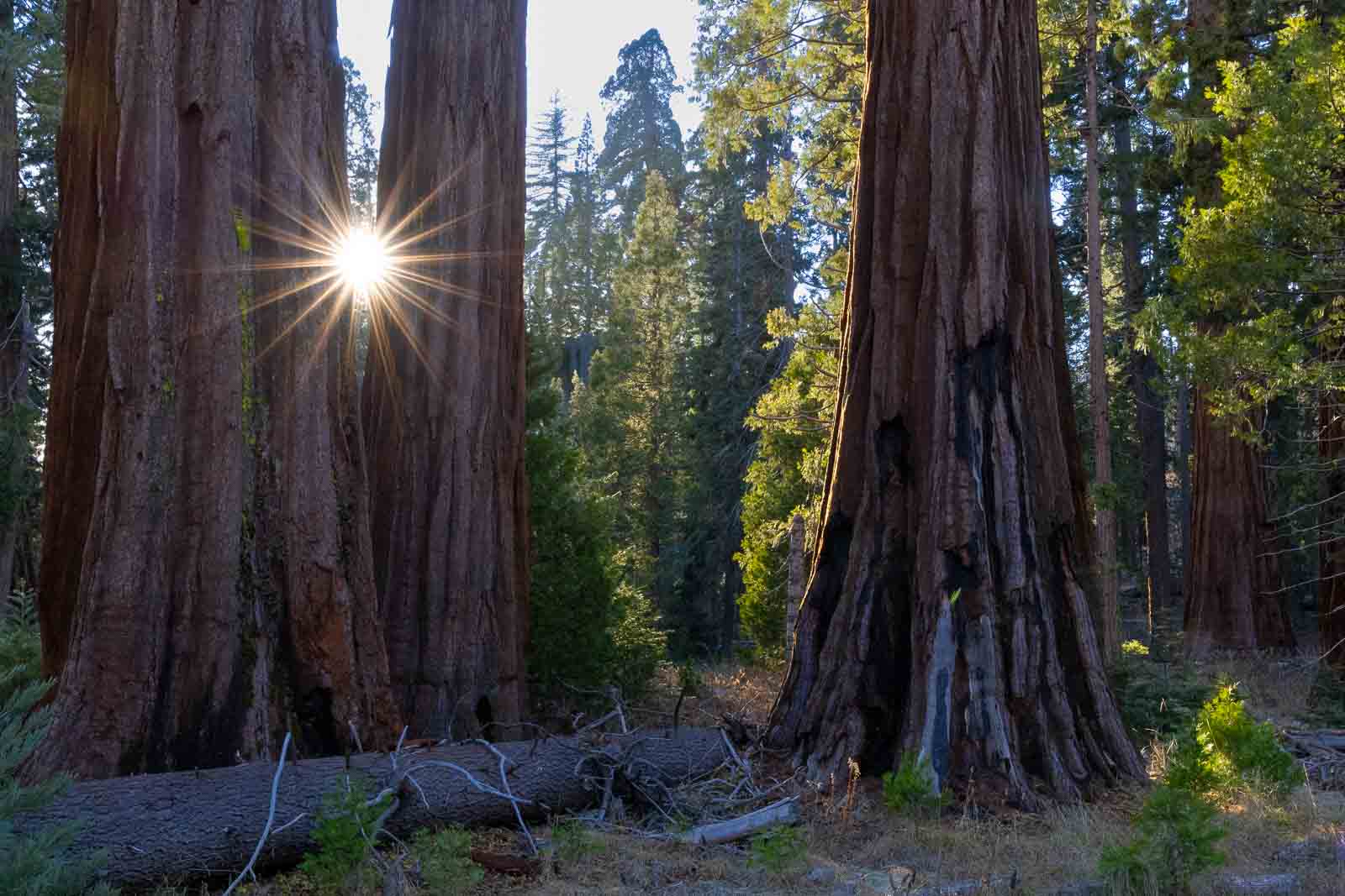 Late sunlight illuminating giant sequoias in Mariposa Grove